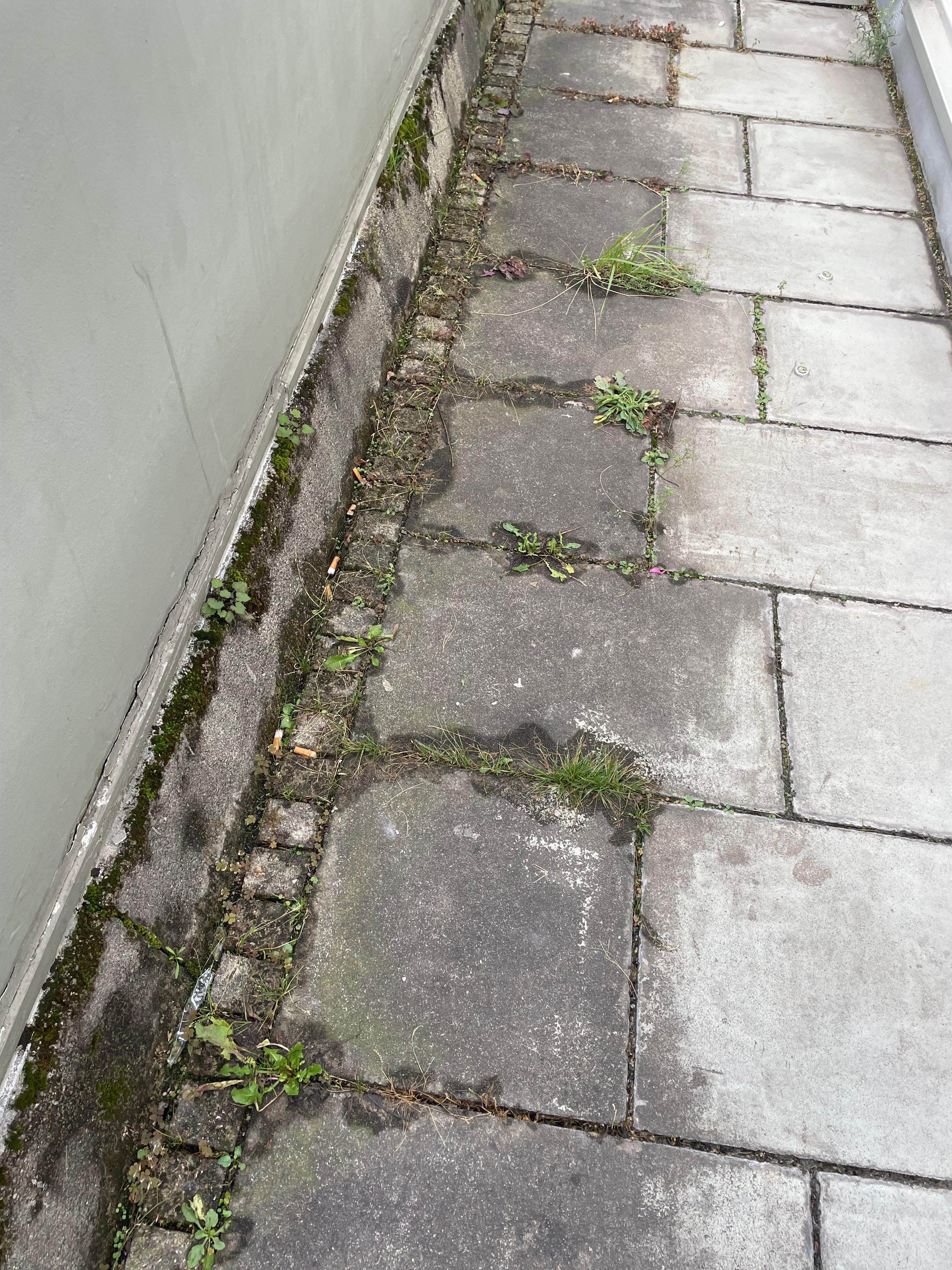 Zigarettenkippen Unkraut 