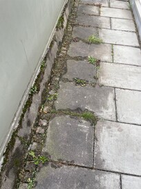 Zigarettenkippen Unkraut