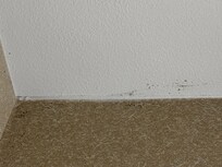 Black mold along ceiling in bathroom