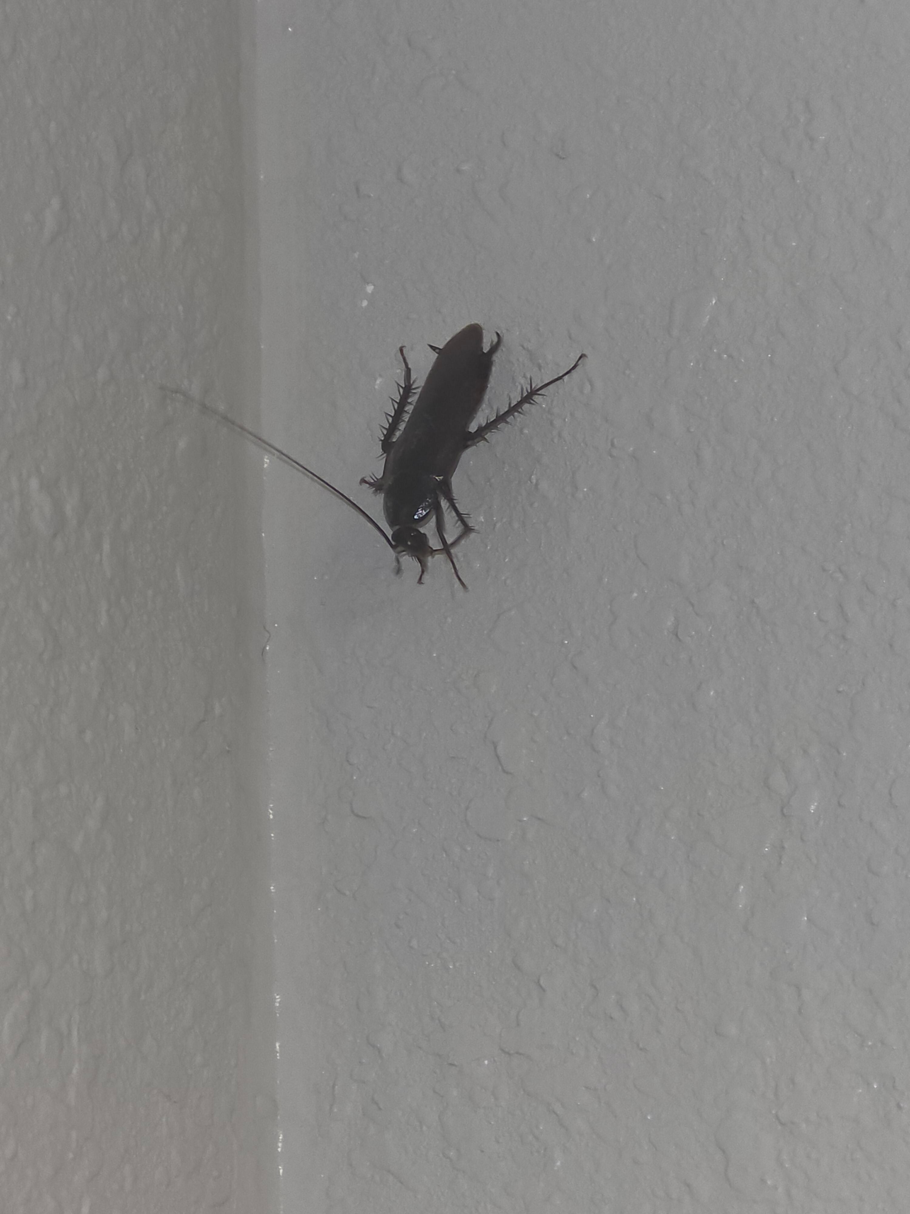 Water bugs
More than one. I don’t get pictures of all