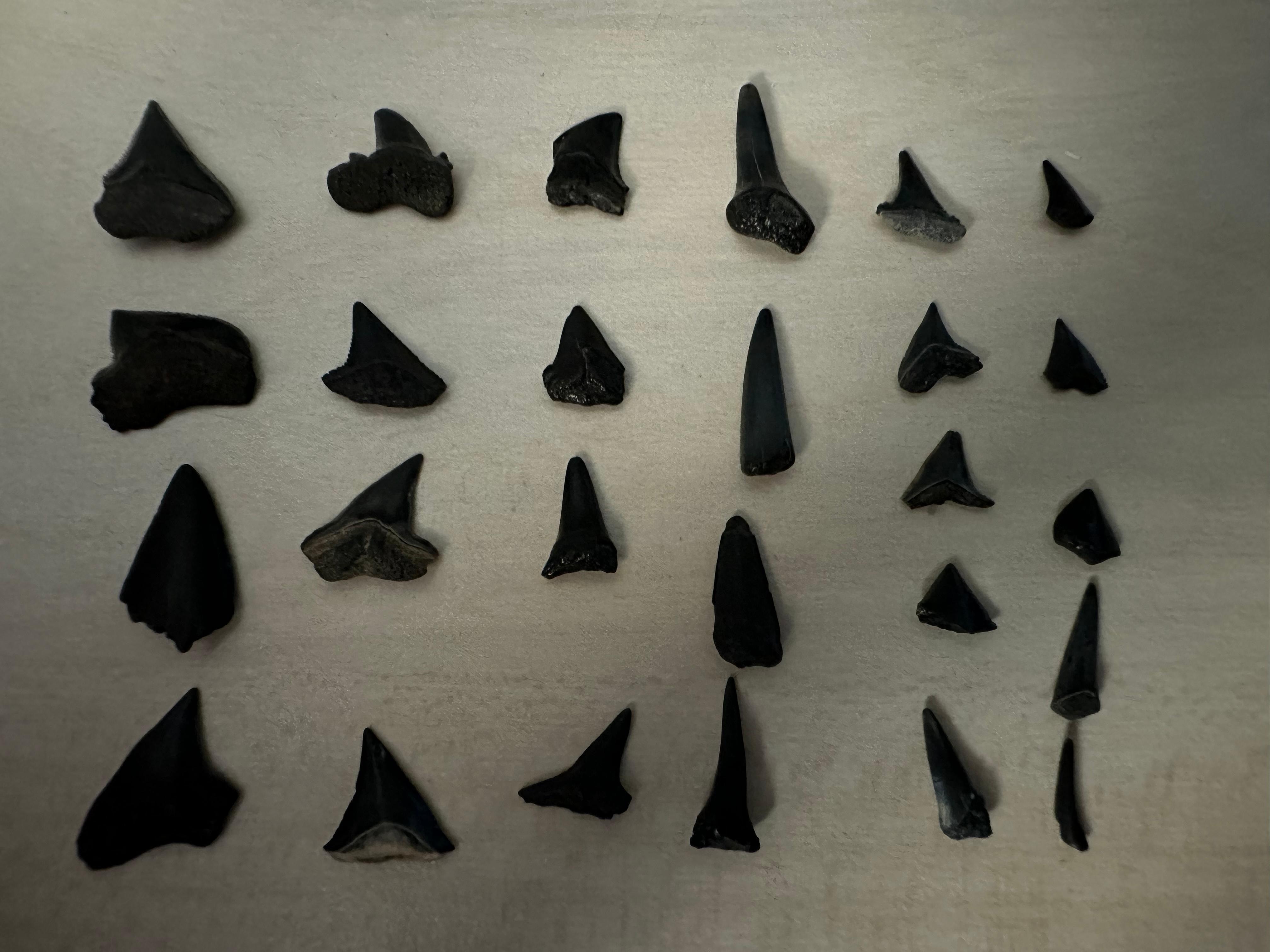 Shark teeth finds. 