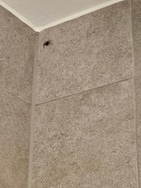 Araña en ducha