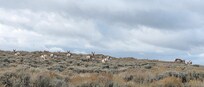 Pronghorns