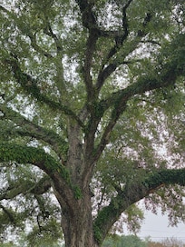 Tree in front of the house 🏠