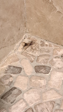 Hair still in shower after house keeping came.