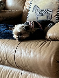 Our little girl Sofie relaxing on her blanket in one of the chairs.