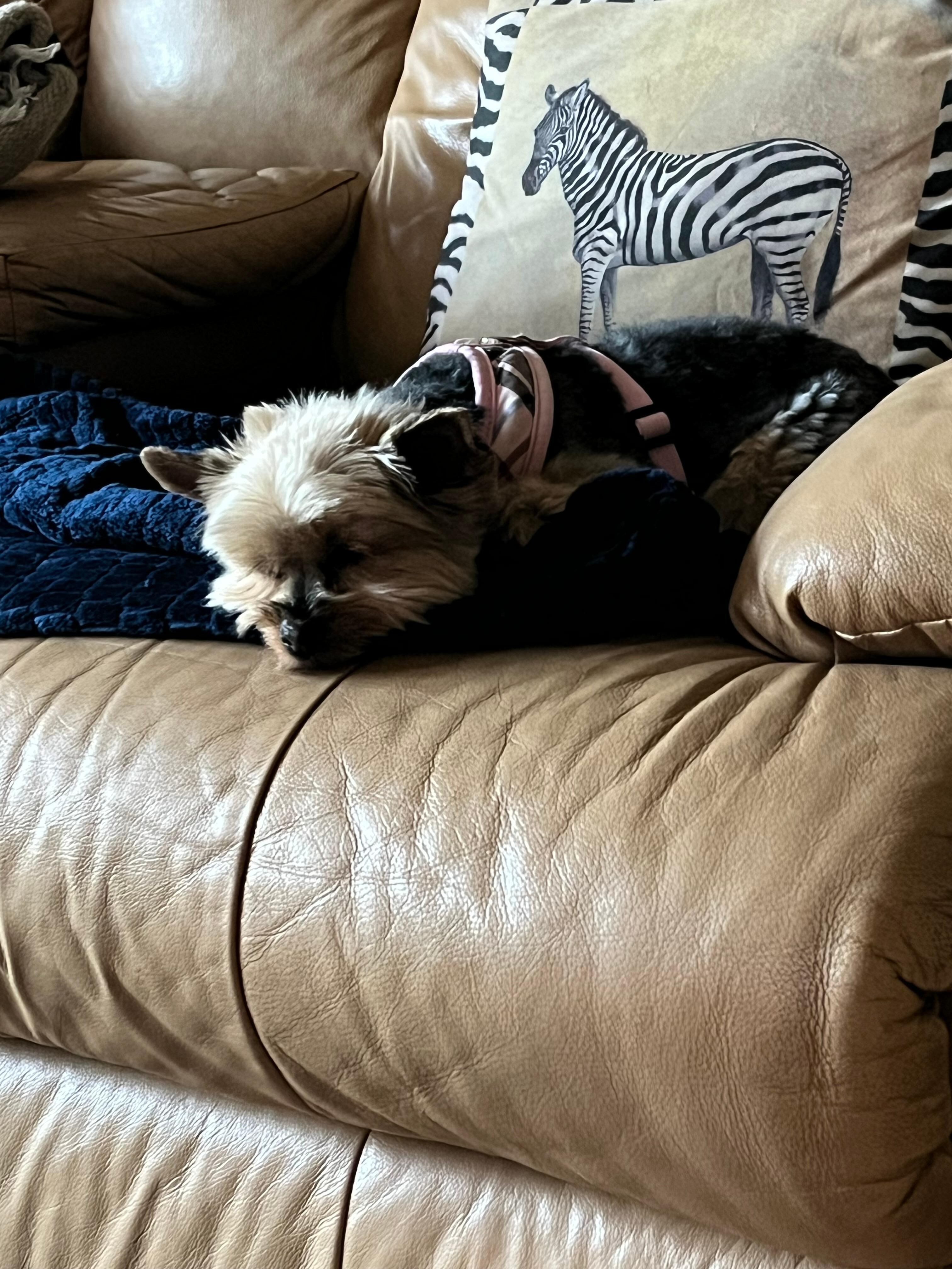 Our little girl Sofie relaxing on her blanket in one of the chairs. 