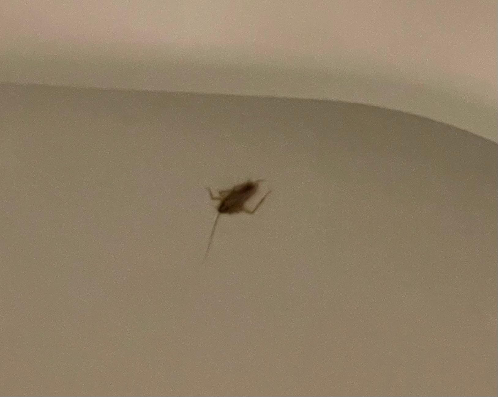 Cockroach in hotel room. Ended up in our toilet.