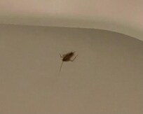 Cockroach in hotel room. Ended up in our toilet.