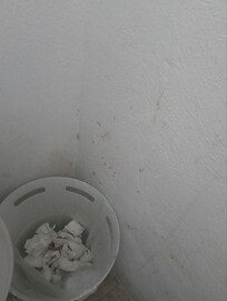Excremento embarrado en paredes