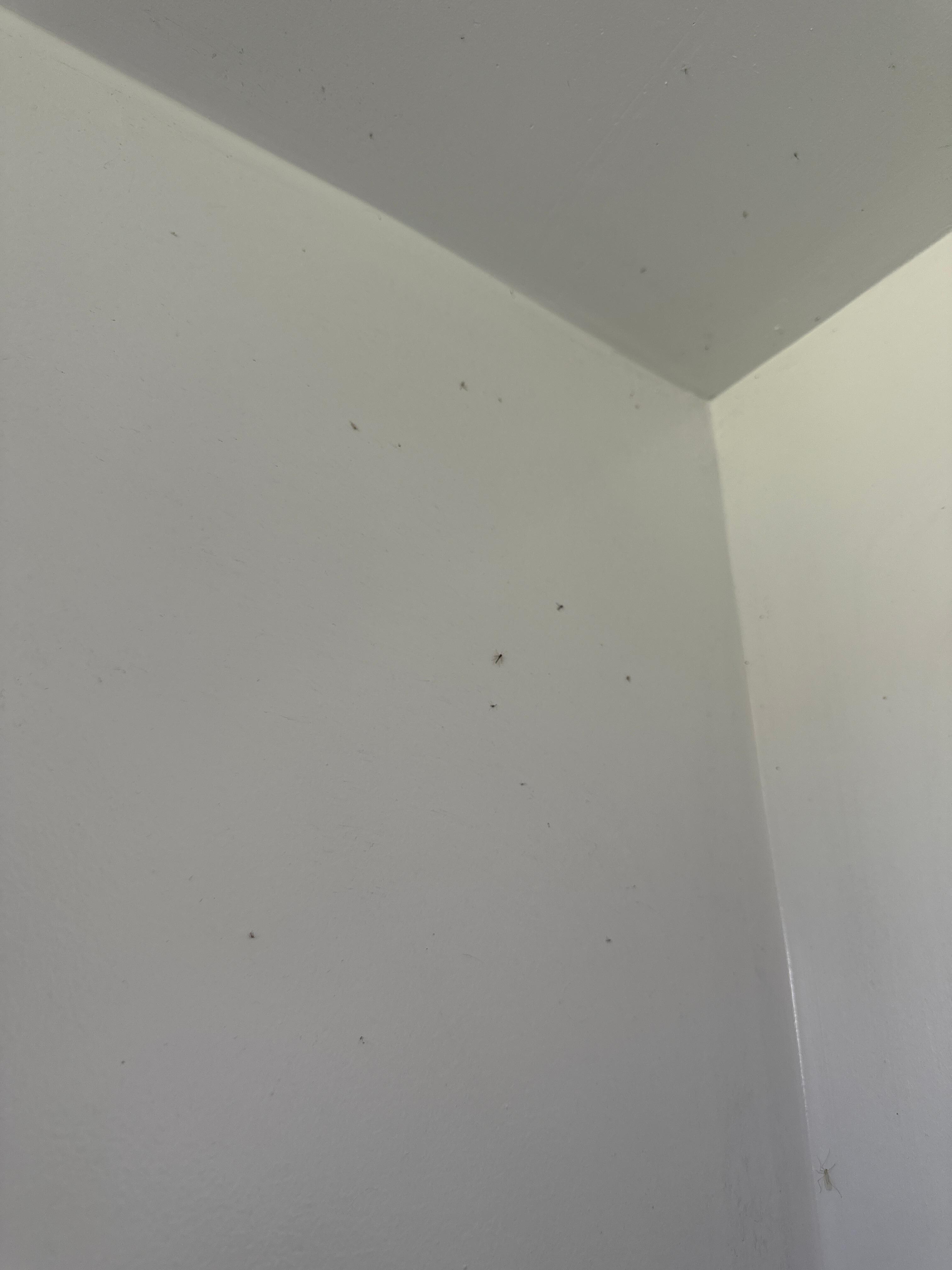 Lots of bugs