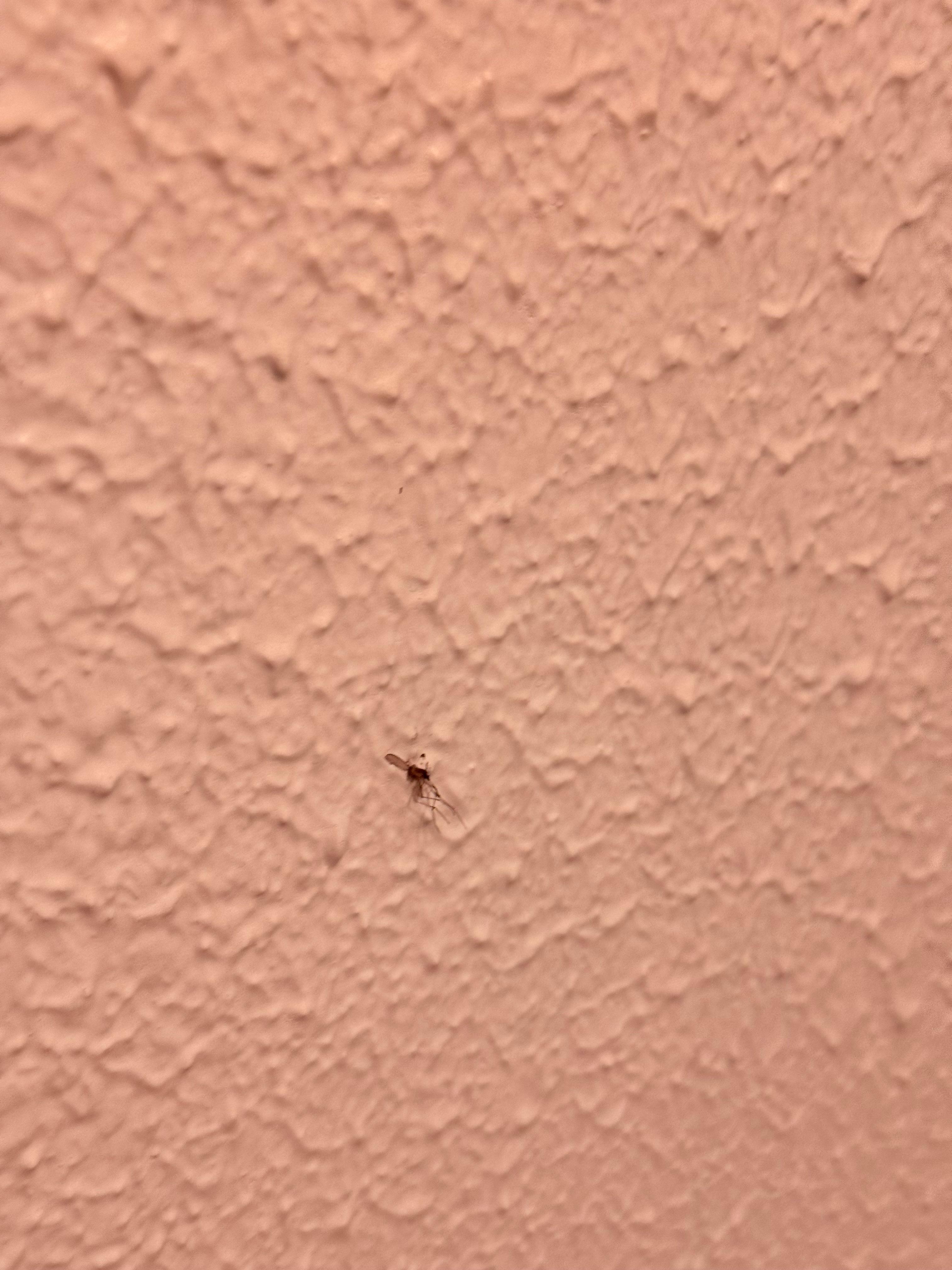 Odanın duvarları sinek ölüsü dolu ve almamışlar