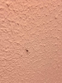 Odanın duvarları sinek ölüsü dolu ve almamışlar