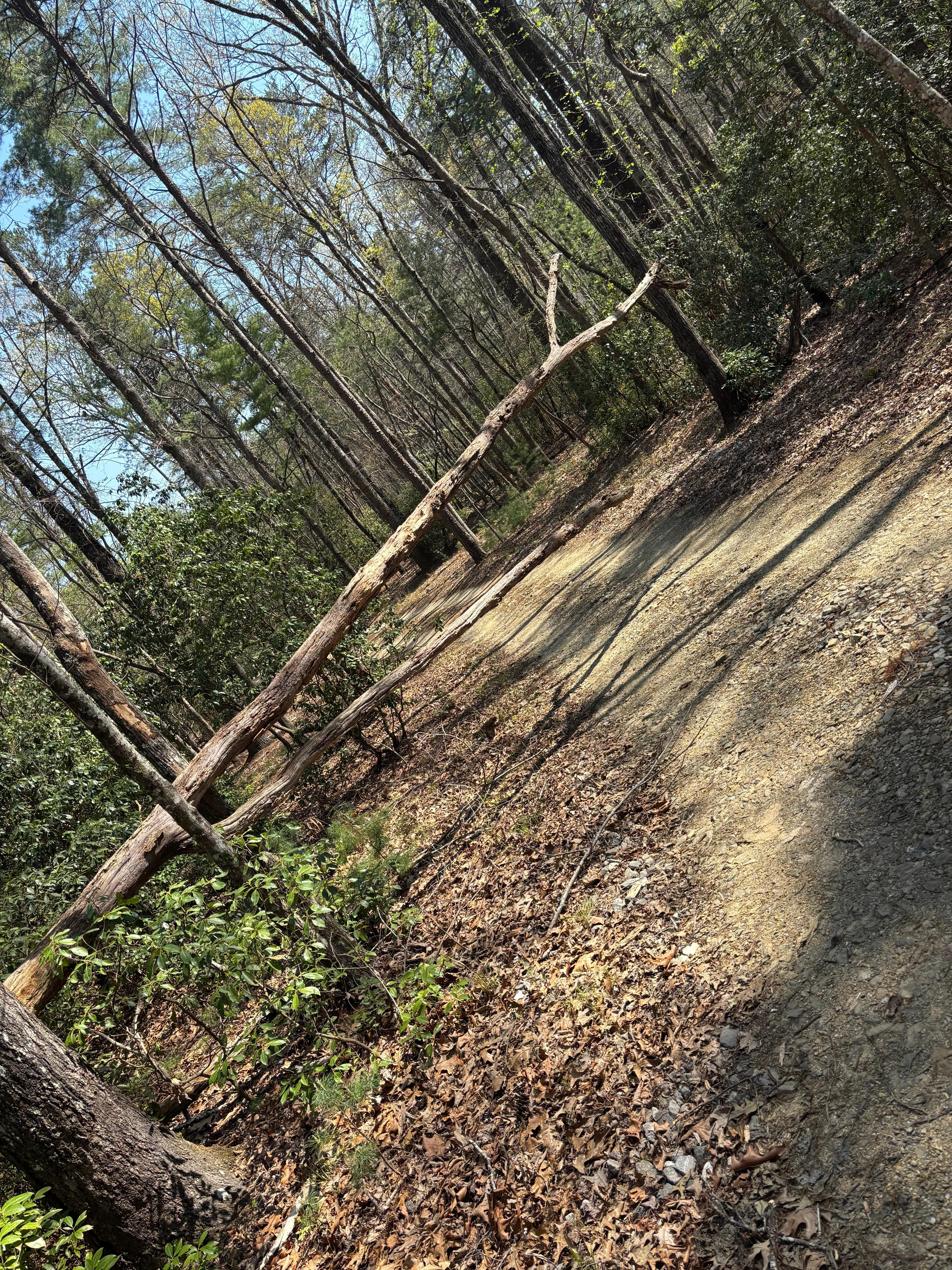 This is the tree blocking the driveway 