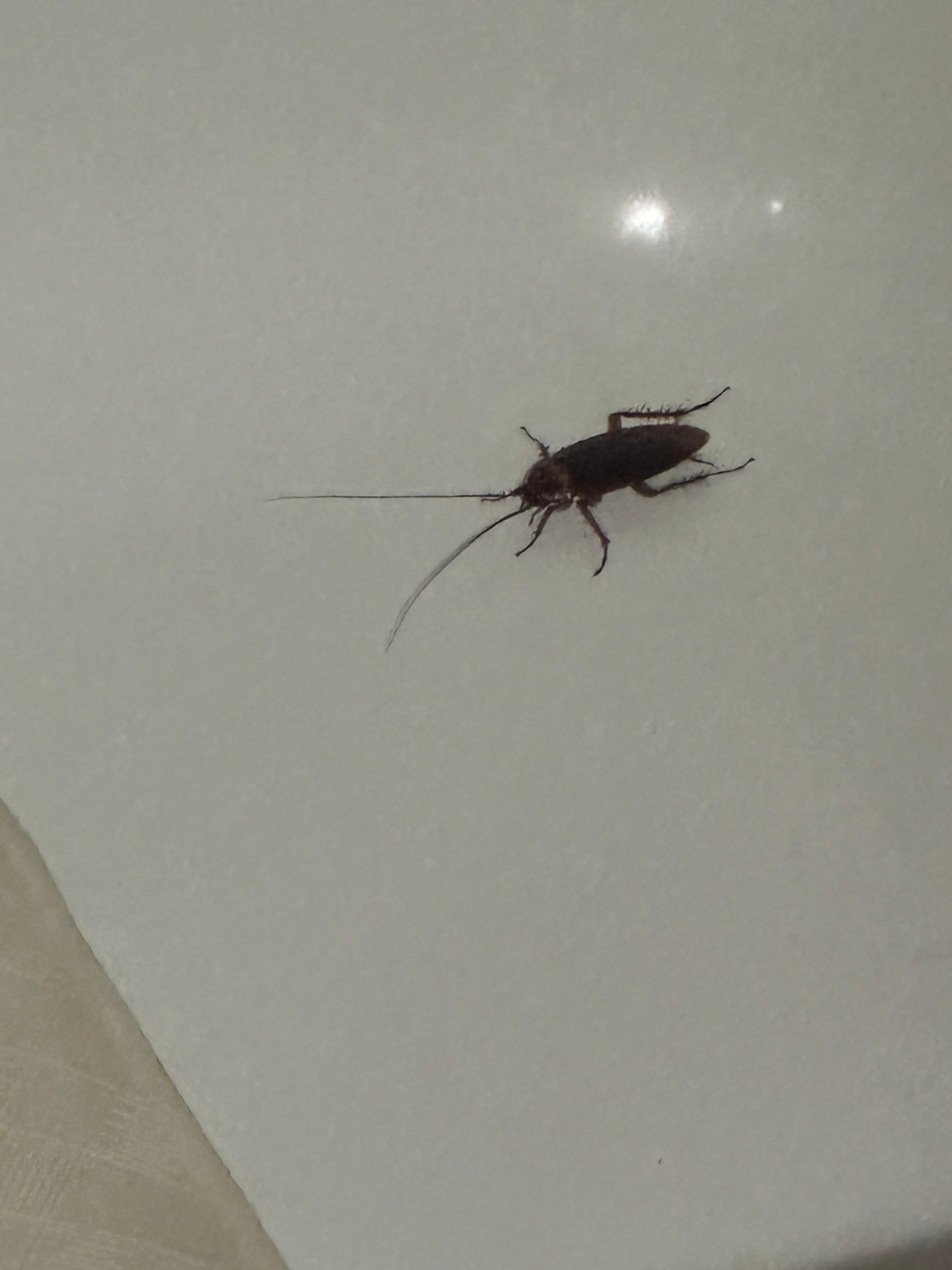 Big roach in the bathtub 