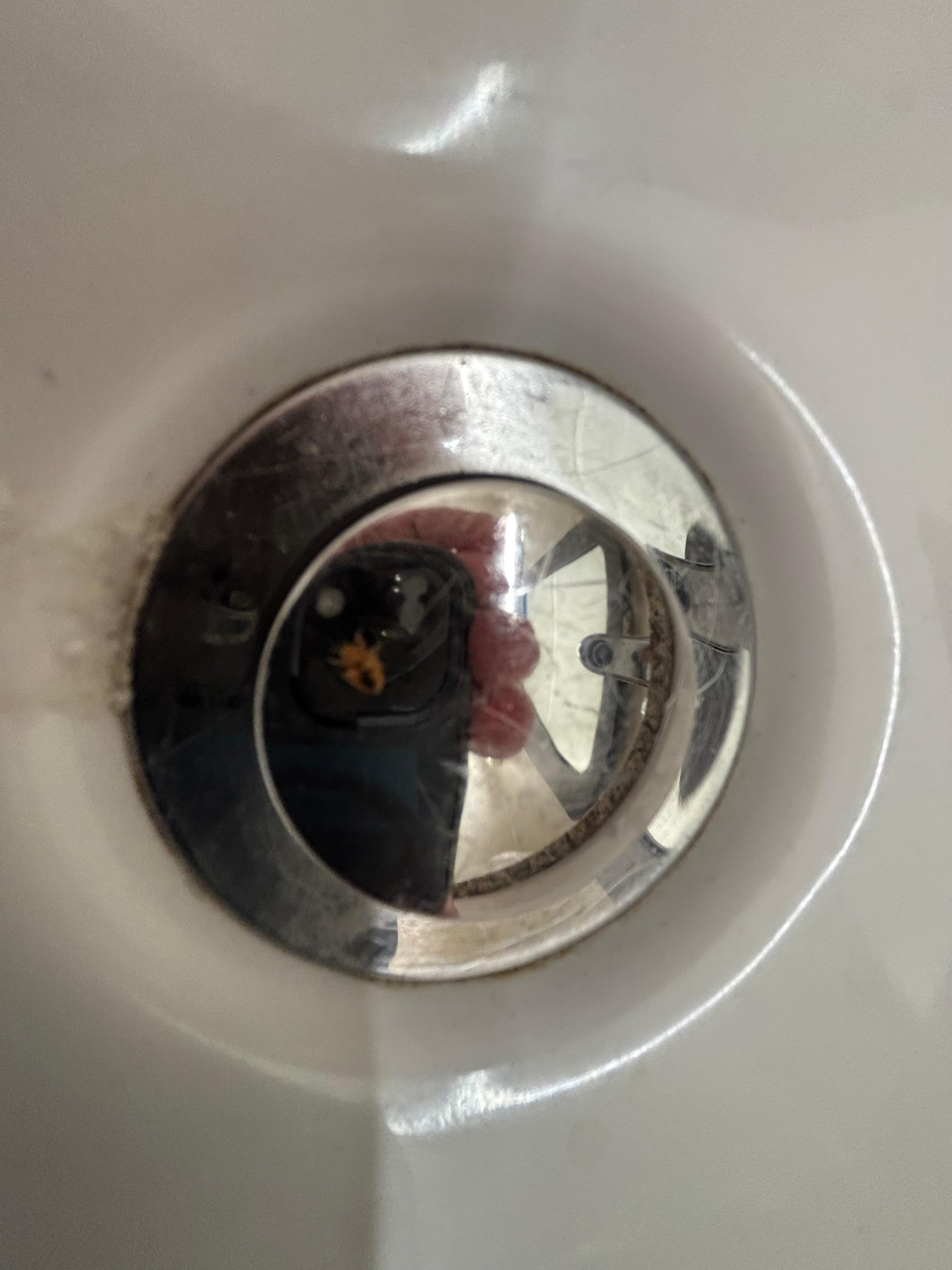 Bed bug I was able to catch and throw in sink