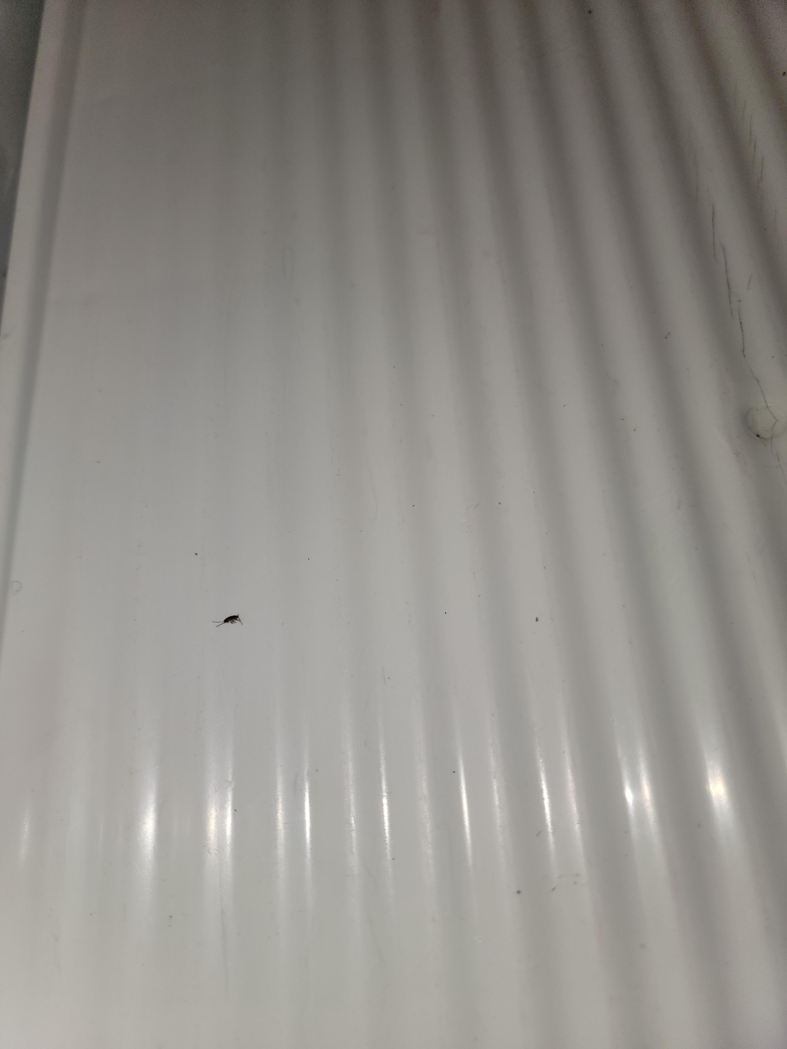 2nd roach in the fridge 