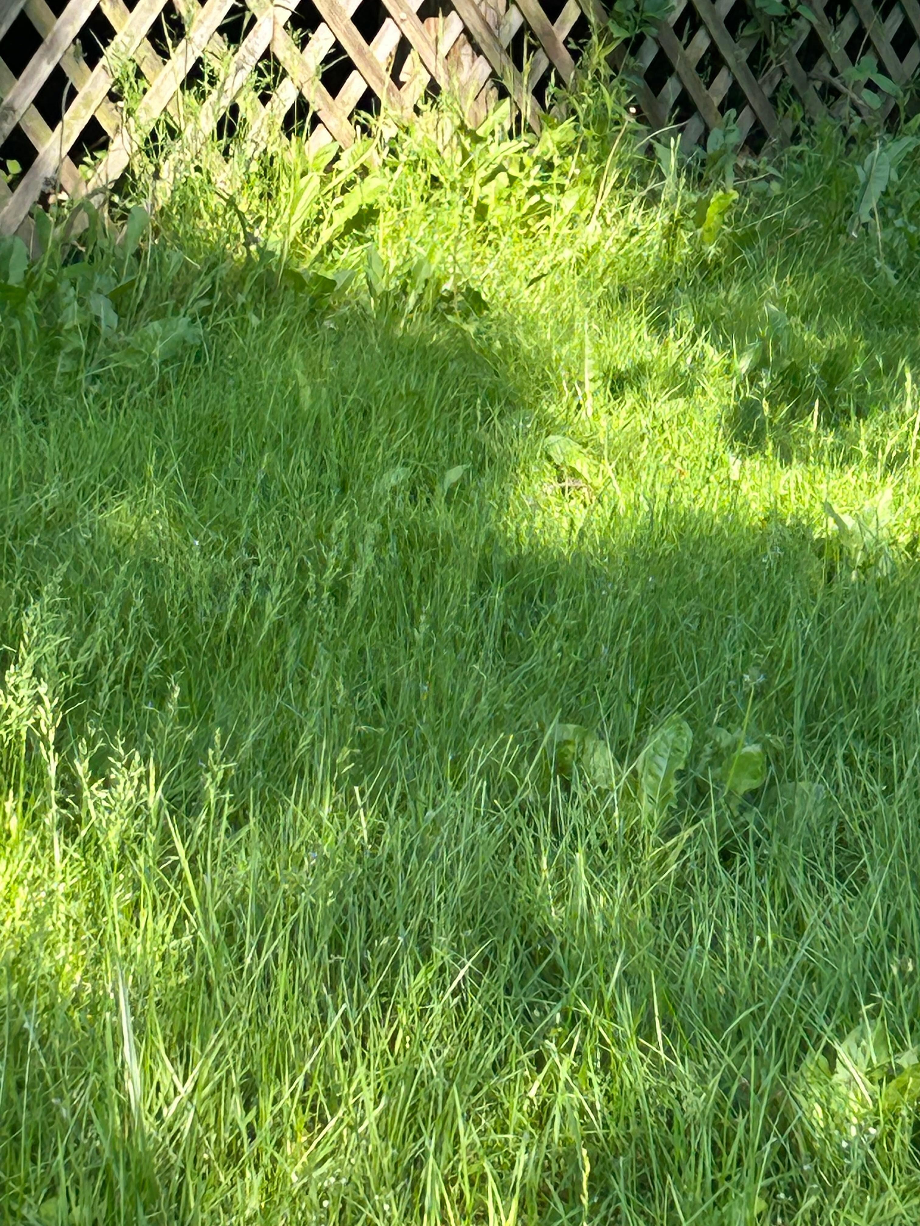 35 acres of long grass and weeds.
