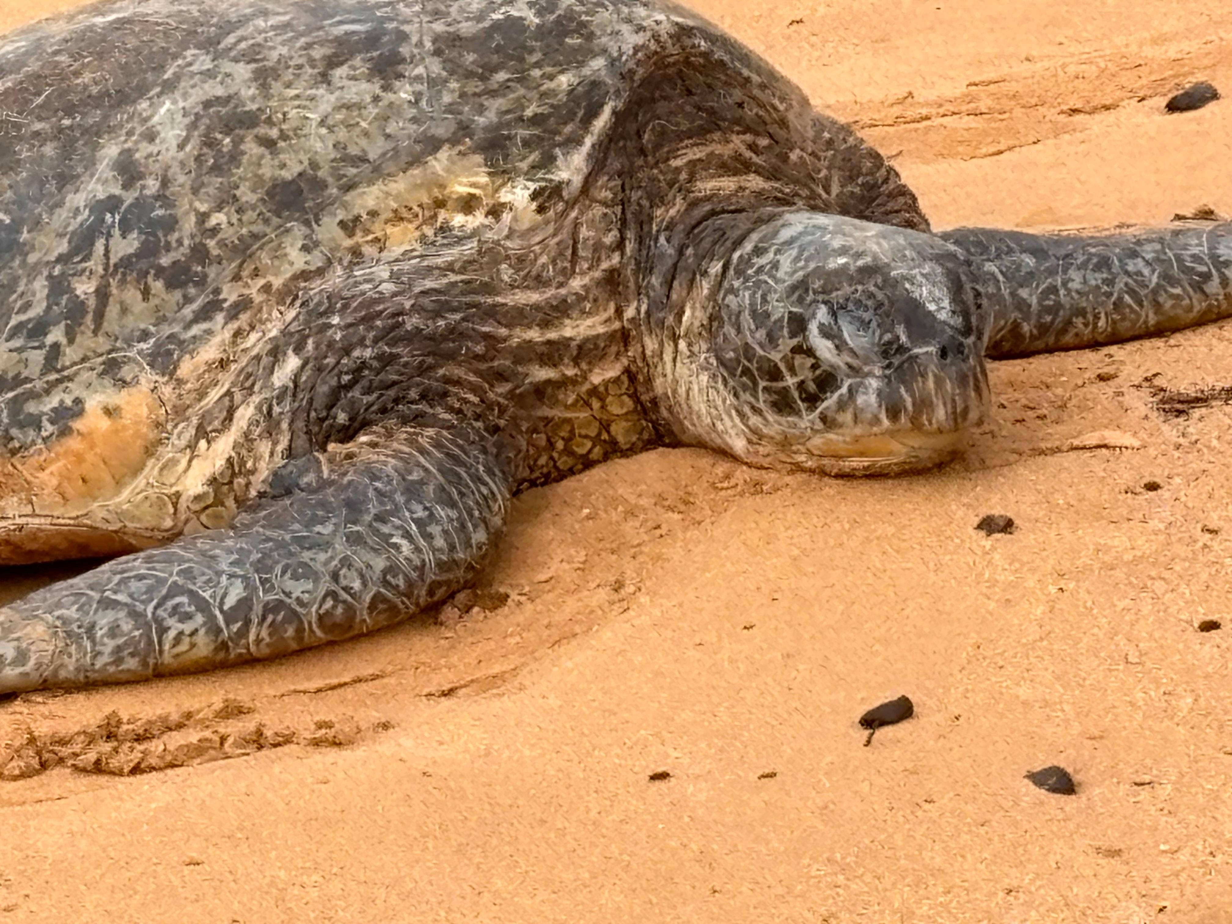 The Honu are our favorite 