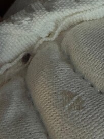 Bed bug?