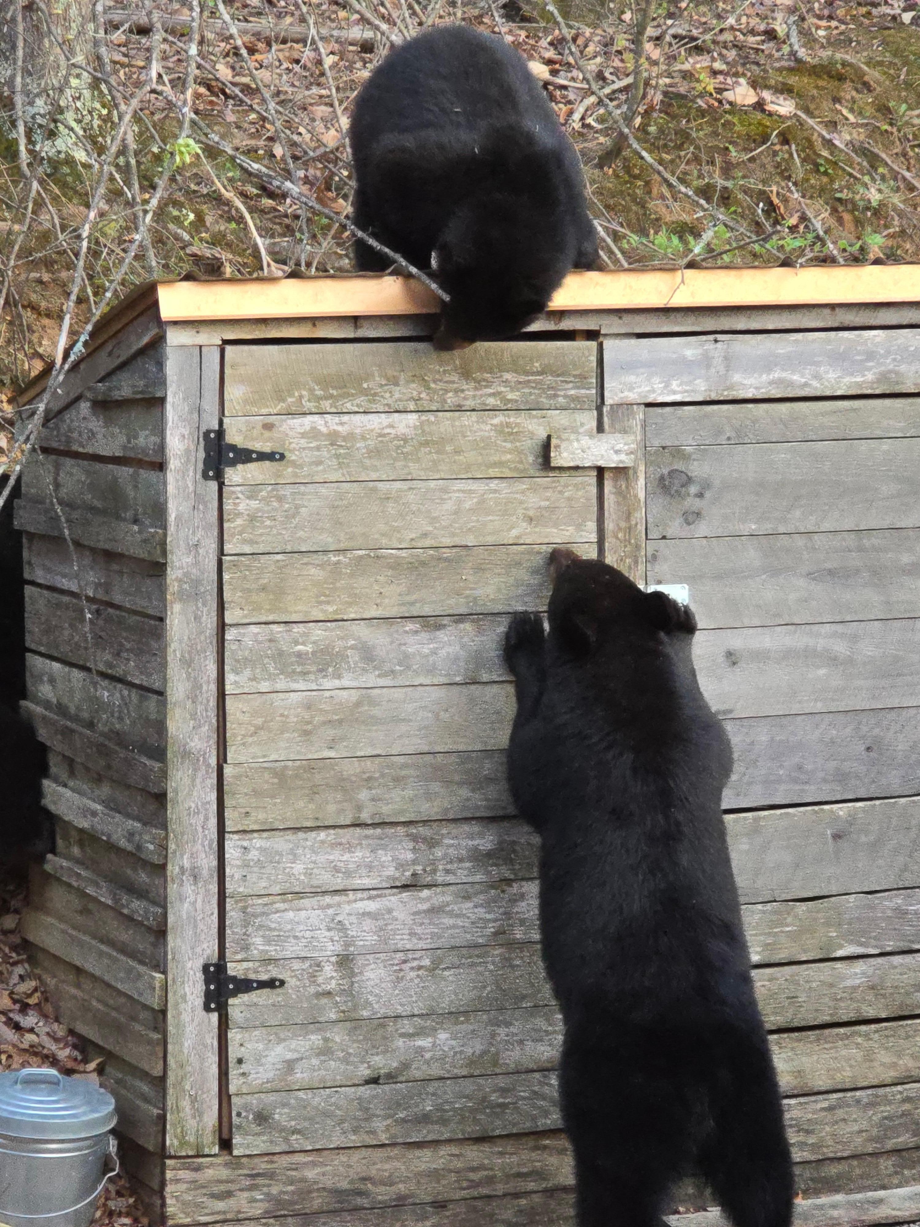 They tried their best to get into this shed where the garbage cans are.