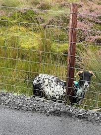 Sheep on the road to house