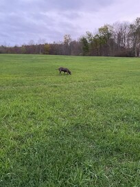 Doggo frolicking in the field