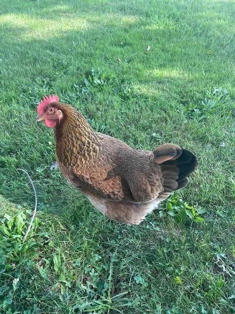 Anne is a great host, raising her own Hens for fresh organic eggs and excellent omelets.