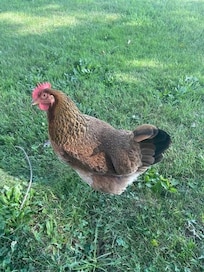 Anne is a great host, raising her own Hens for fresh organic eggs and excellent omelets.