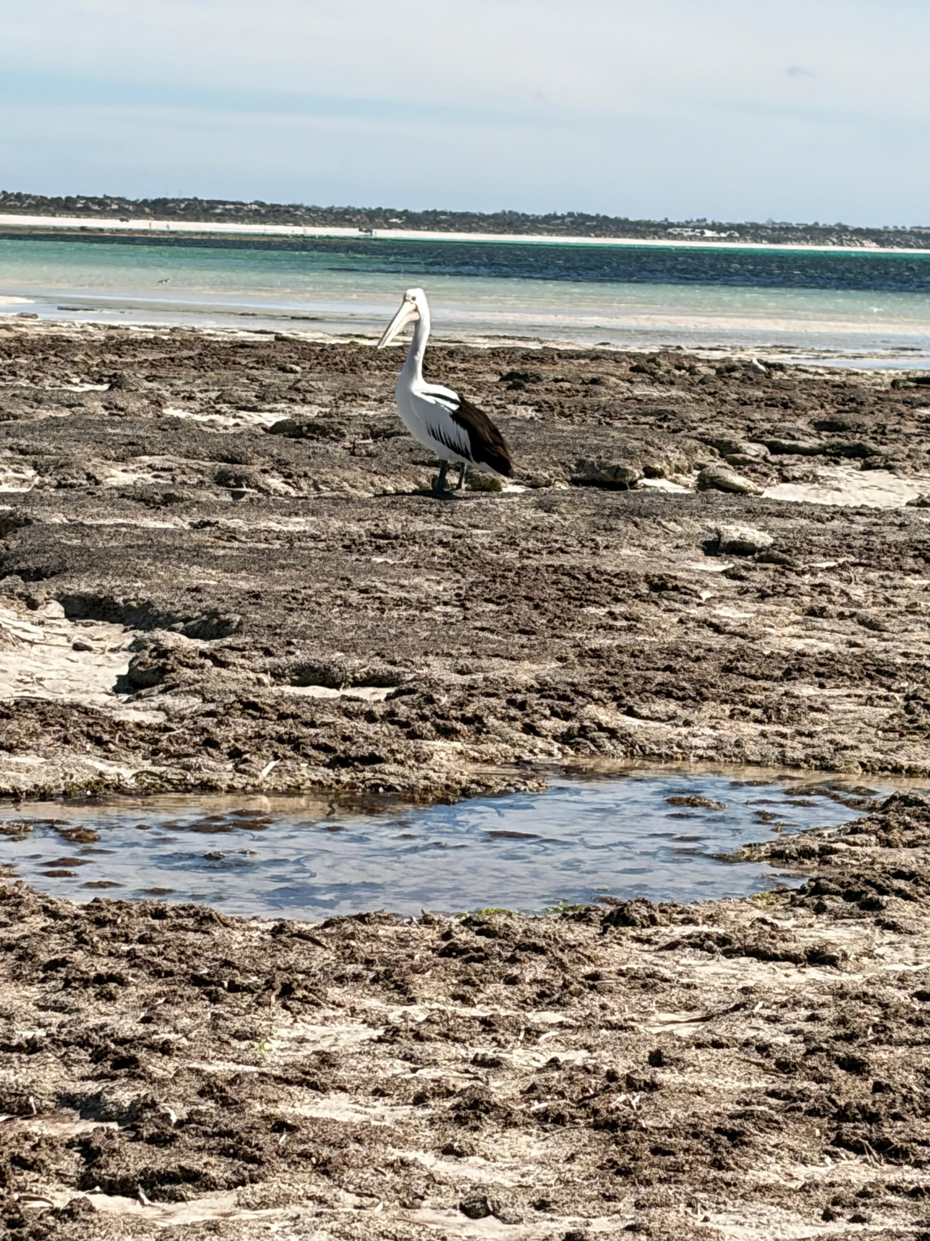 Hardwicke Bay pelican 