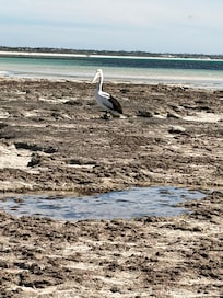 Hardwicke Bay pelican