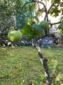 Lovely garden