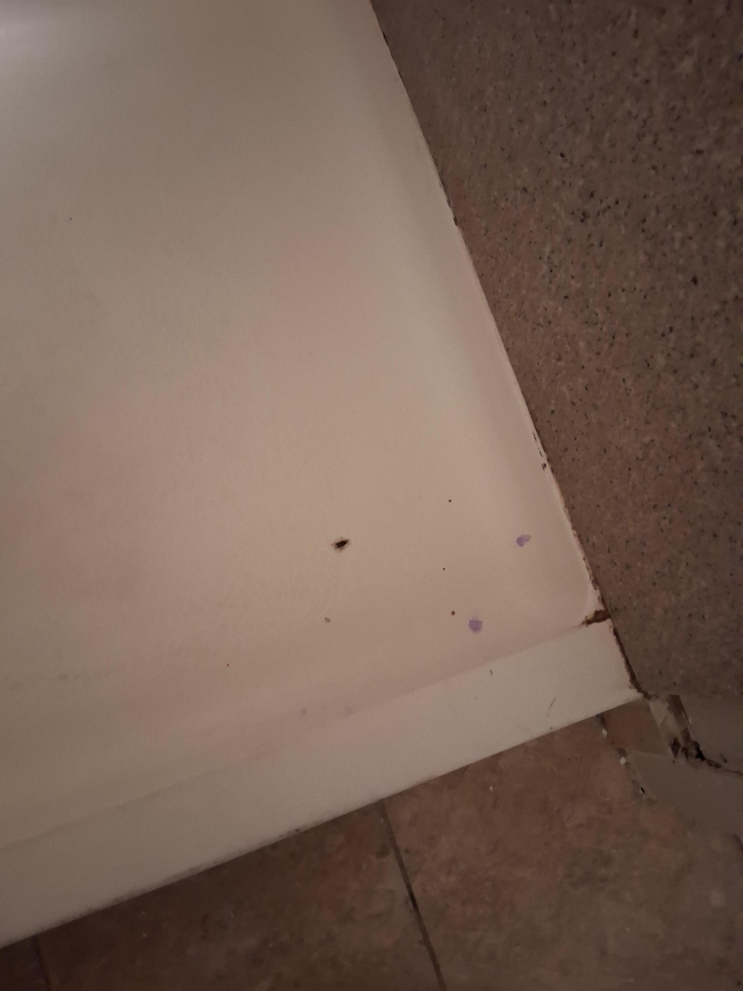 Live roach in the bathroom