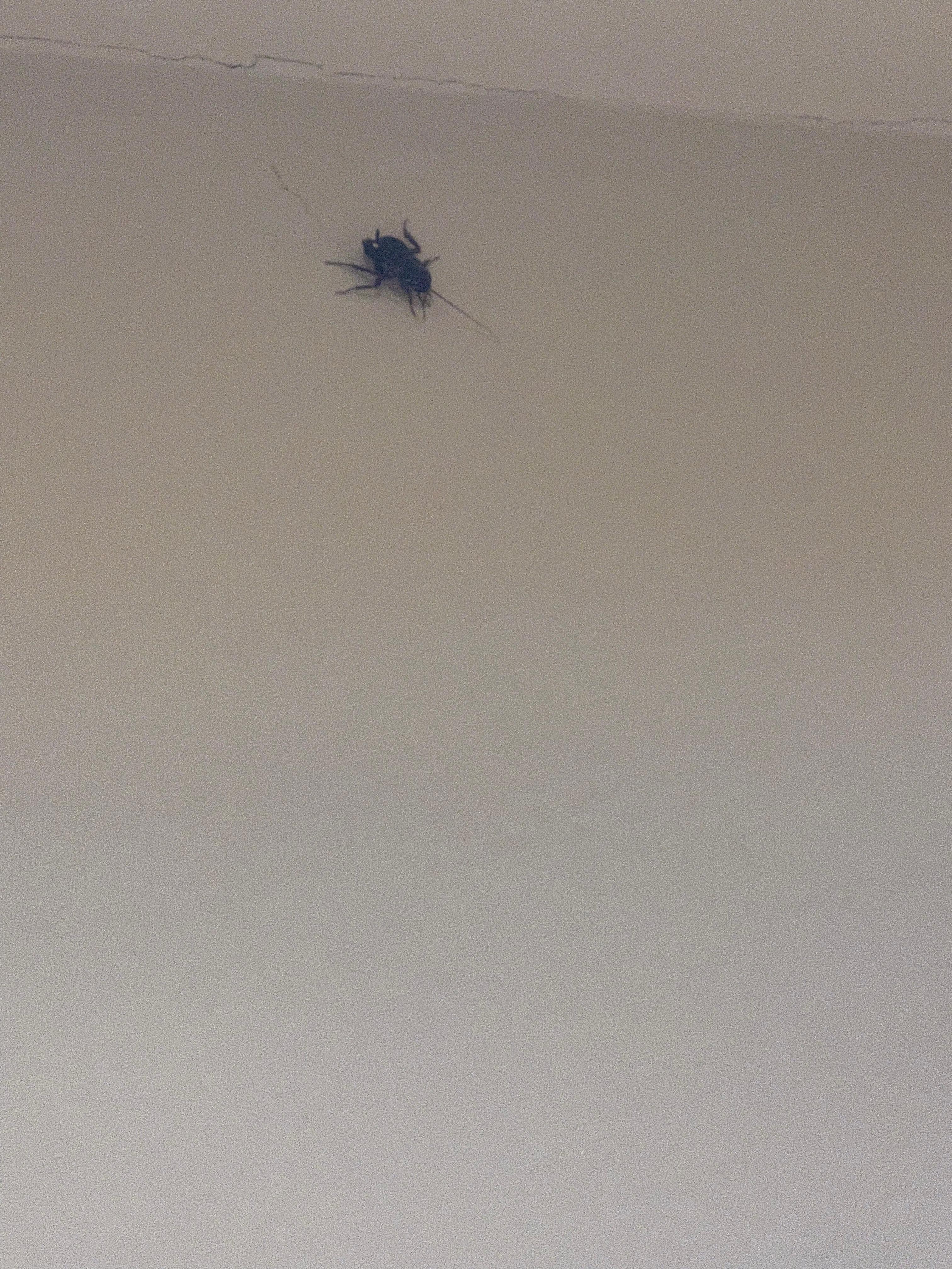 Roaches in the bathroom