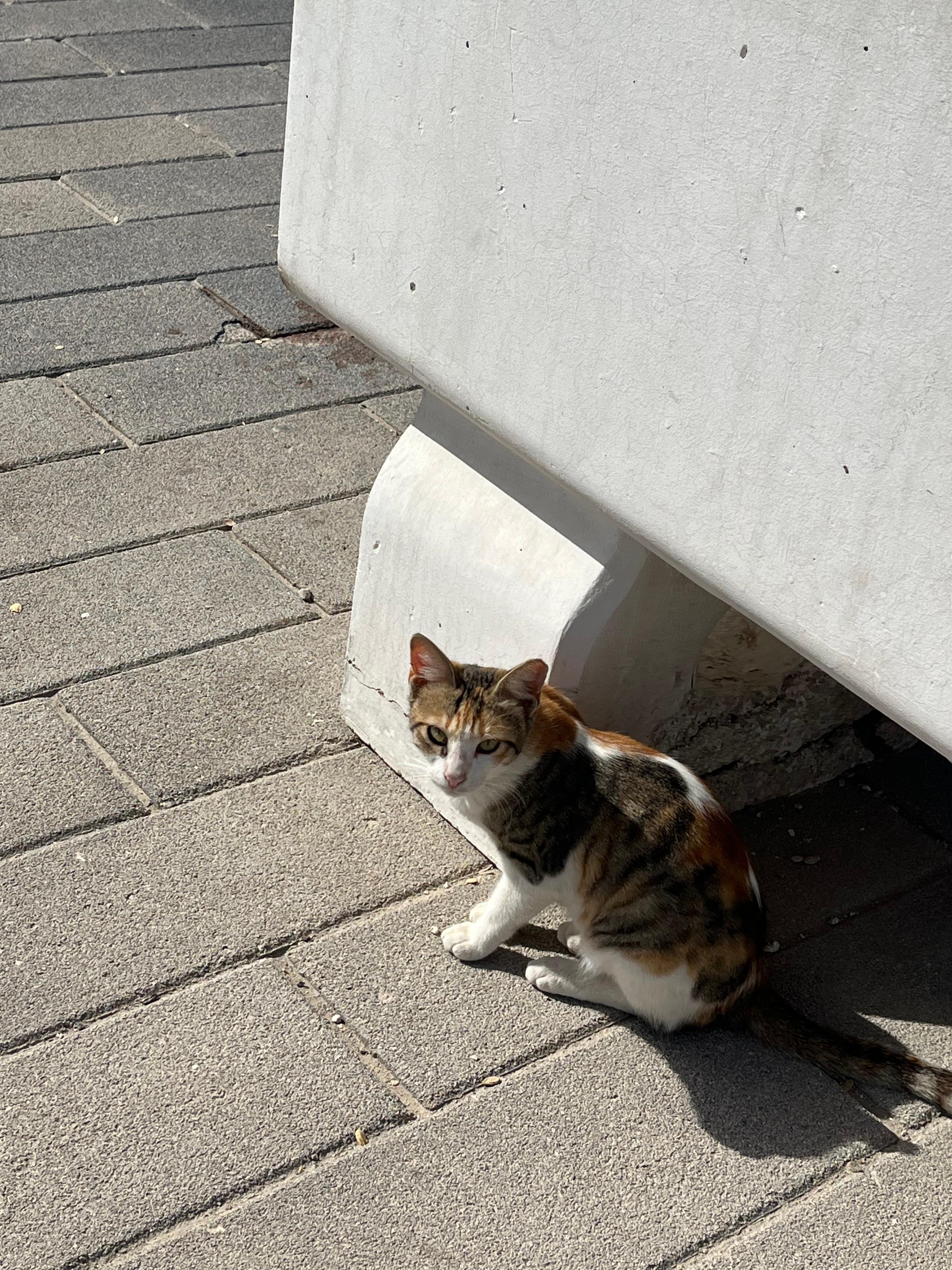 Cute, stray cats around 