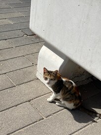 Cute, stray cats around