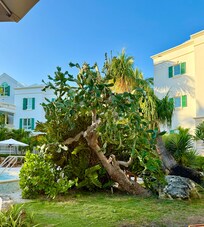 Gorgeous grounds with tropical plants