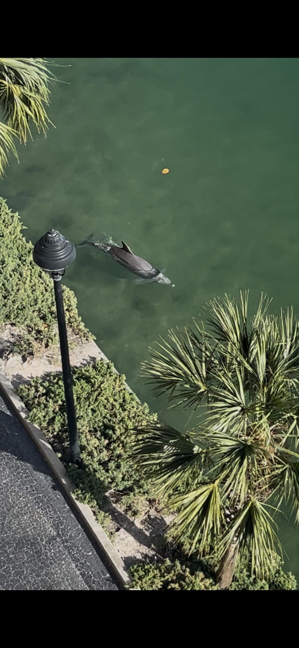 Dolphins playing at the seawall just below our balcony 