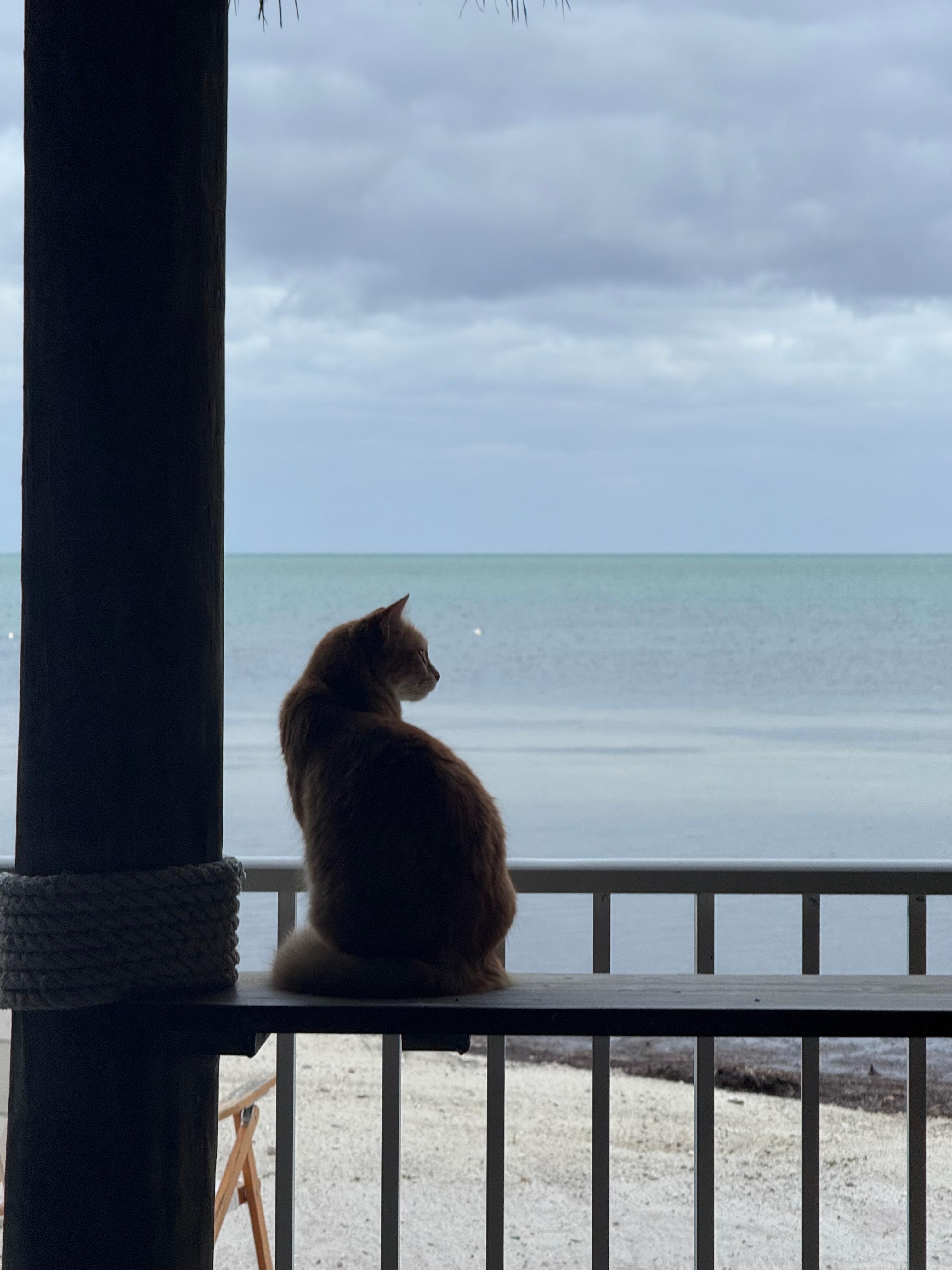 Wilma the resident cat x