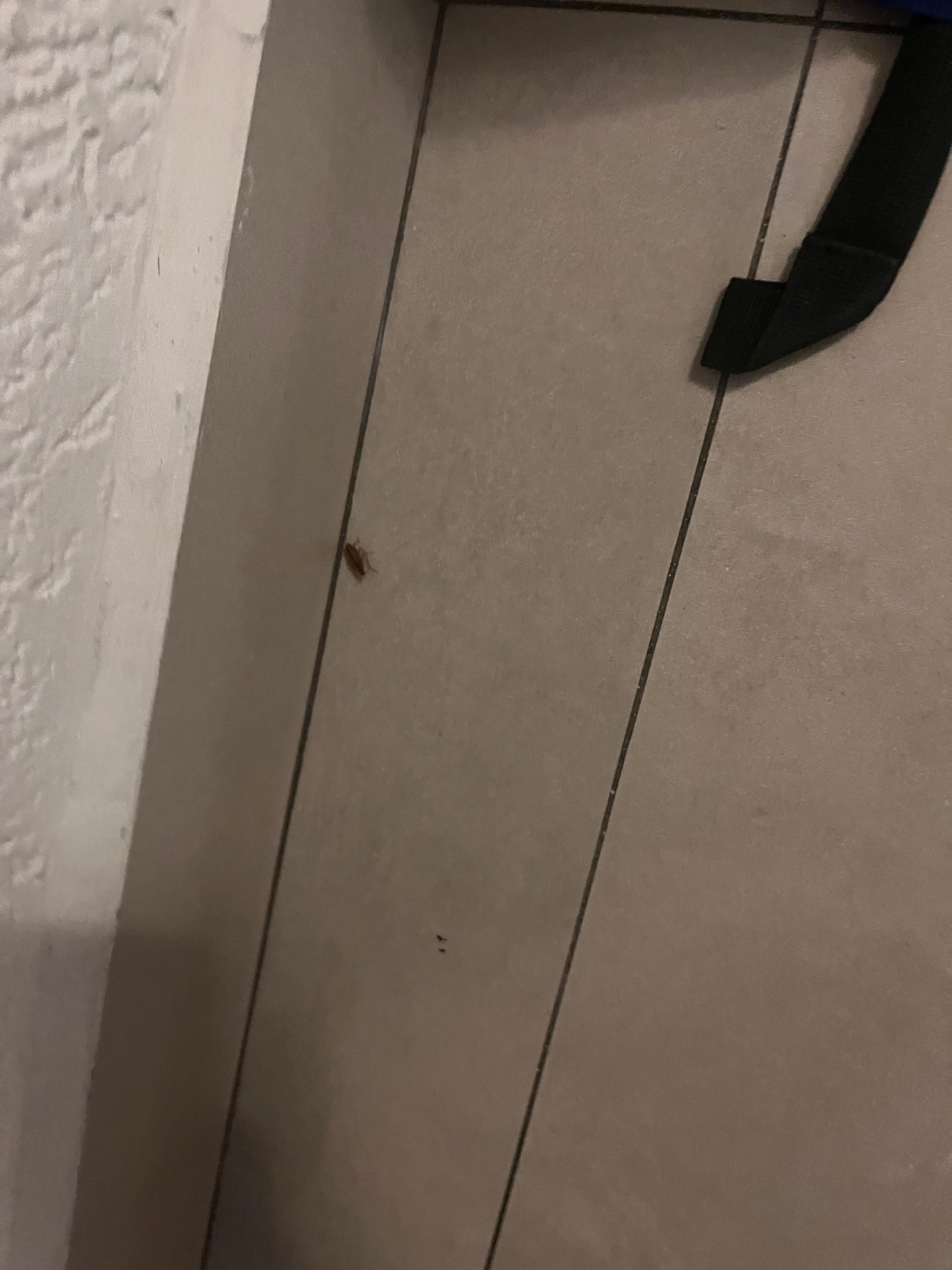 Matamos una de las cucarachas que vimos en la habitación. 