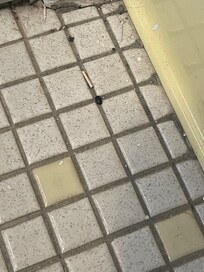 Filthy corner of the bathroom with a bug