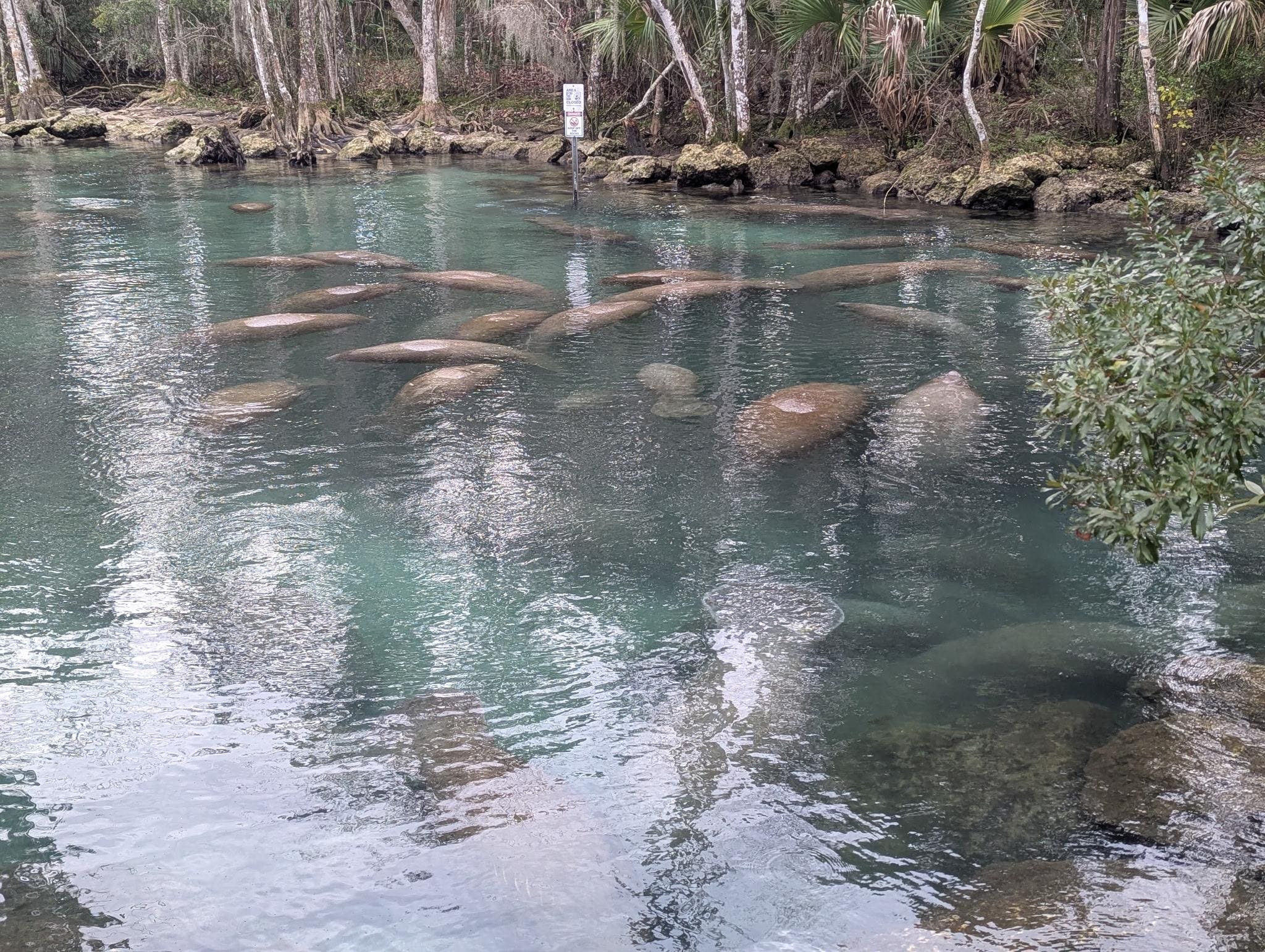 Manatees at nearby Crystal Springs!