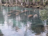 Manatees at nearby Crystal Springs!