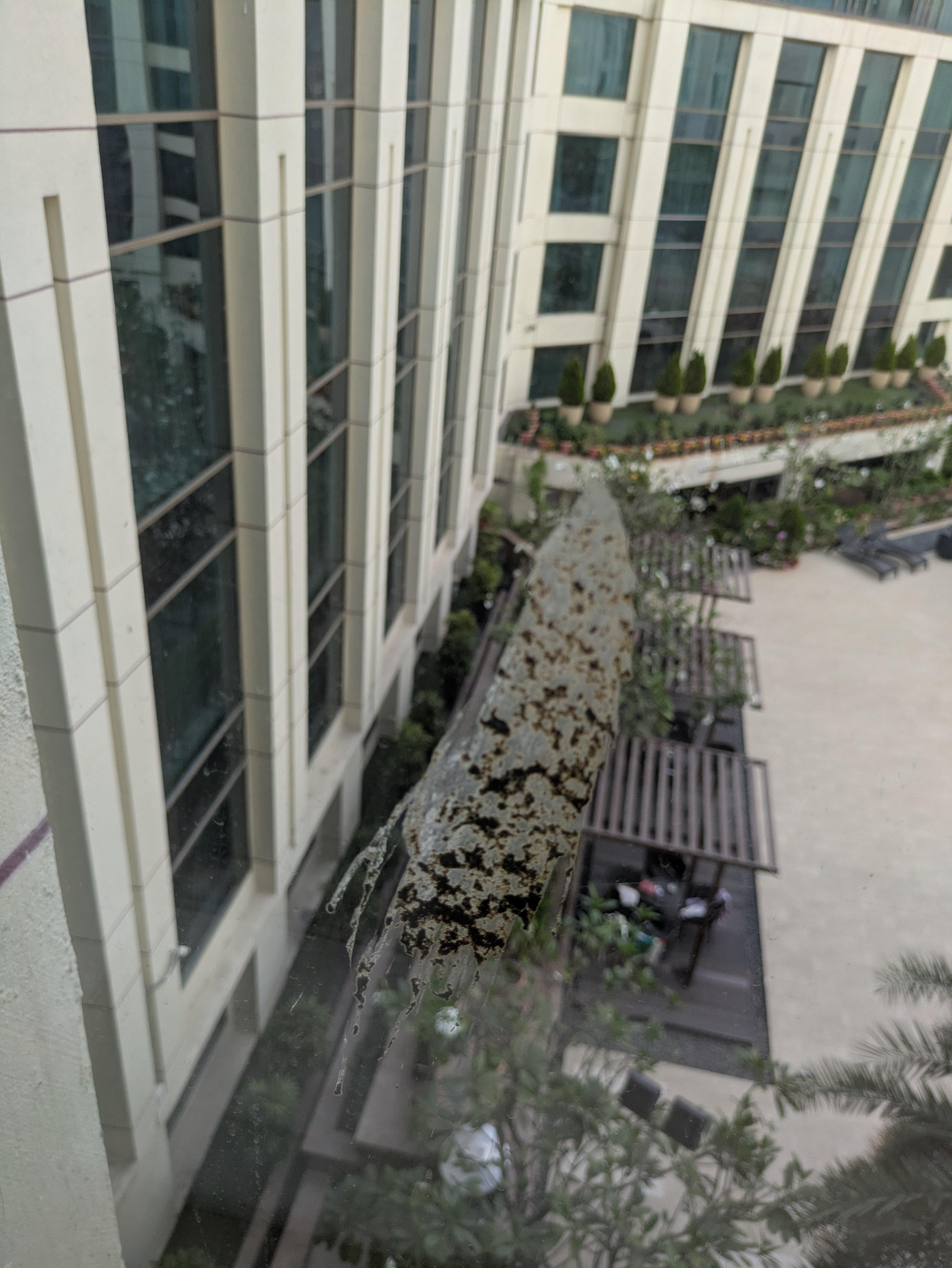 You can't see but my window has several splats of bird poo