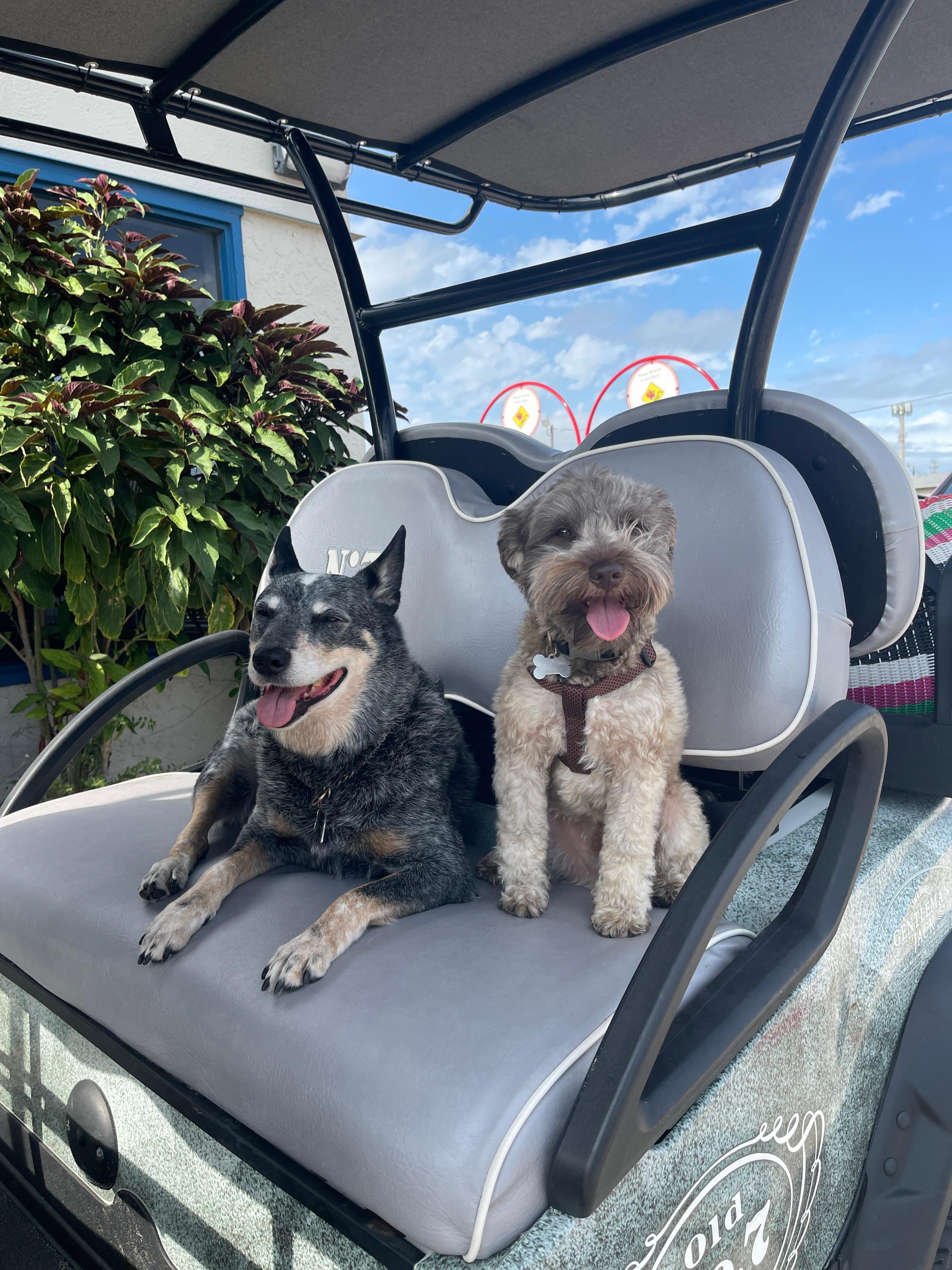 Ellie Mae and Jax loaded to go to the beach!  Ready to go!
