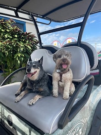 Ellie Mae and Jax loaded to go to the beach! Ready to go!
