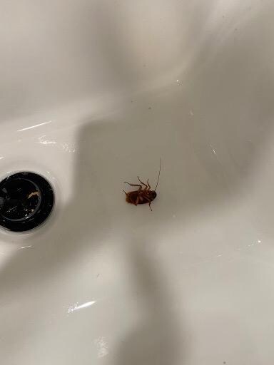 Roach found in the master bathroom