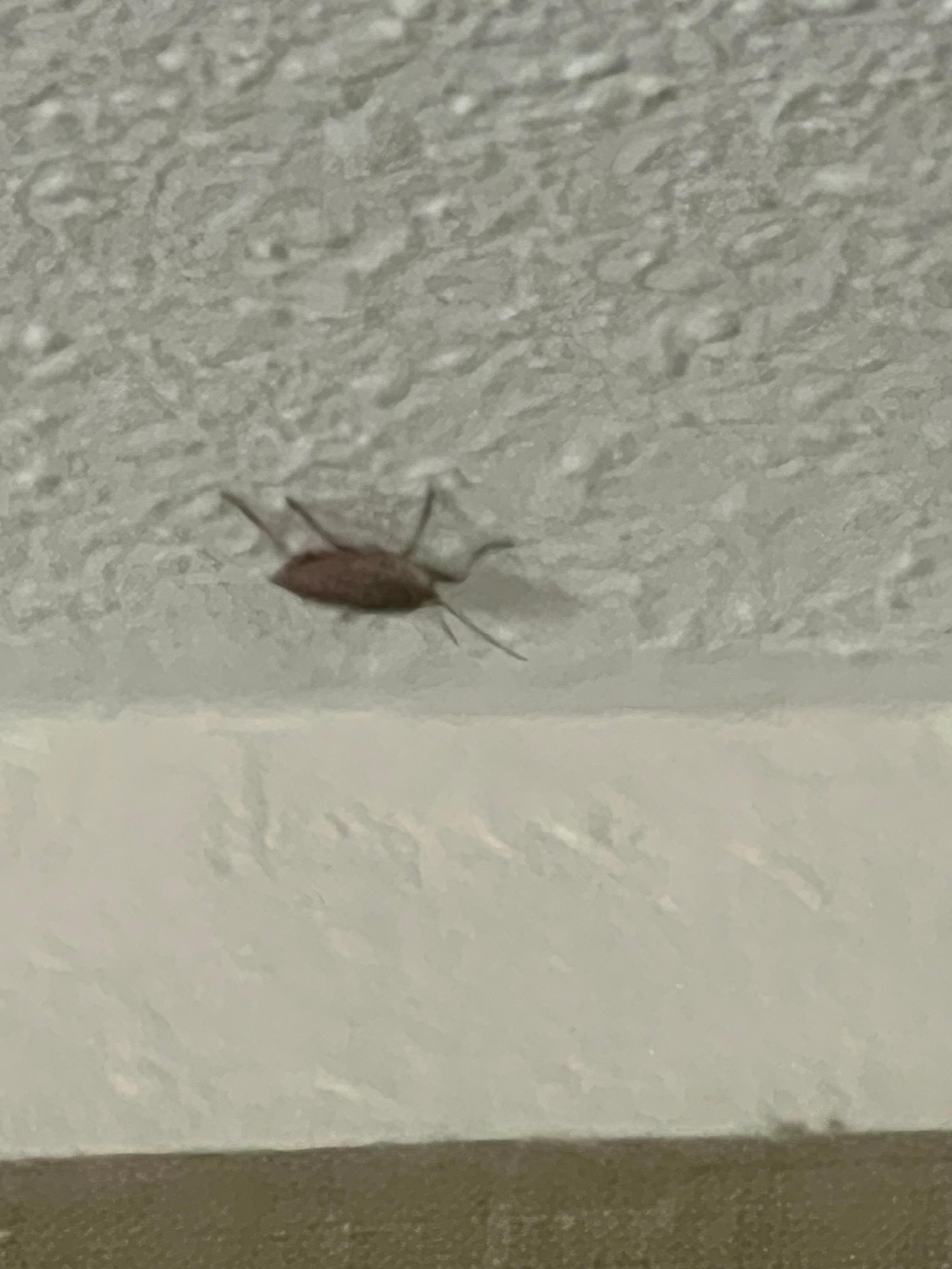 Bed bug on the ceiling