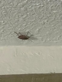 Bed bug on the ceiling
