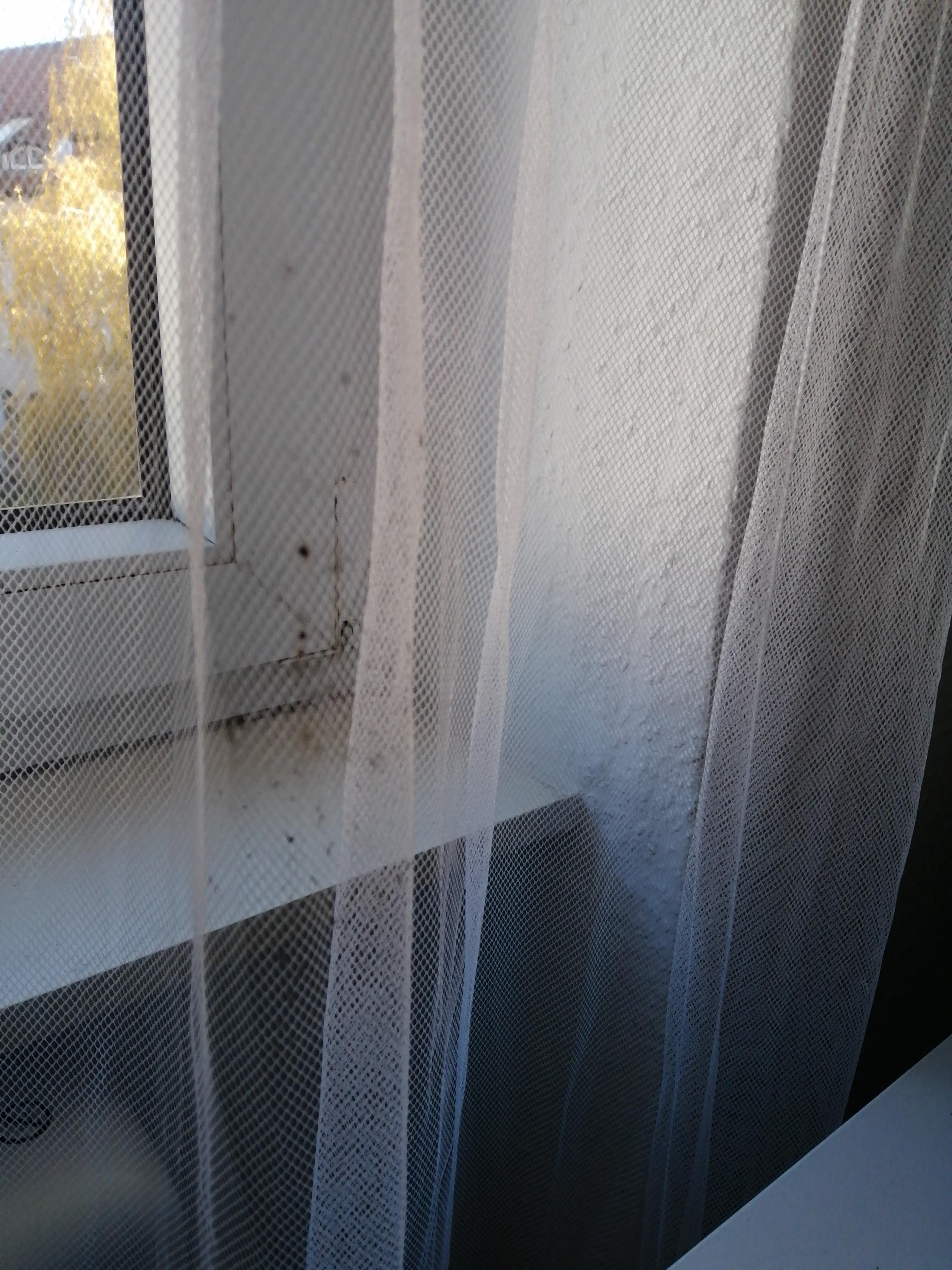 Flecken in der Gardine. 